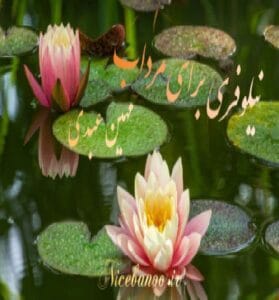 دانلود رمان نیلوفری برای مرداب از مهین عبدی