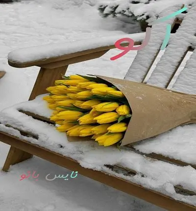 دانلود رمان اکو از مدیا خجسته دانلود رمان اکو از مدیا خجسته
