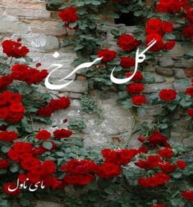 دانلود رمان گل سرخ از زیبا سلیمانی با لینک مستقیم